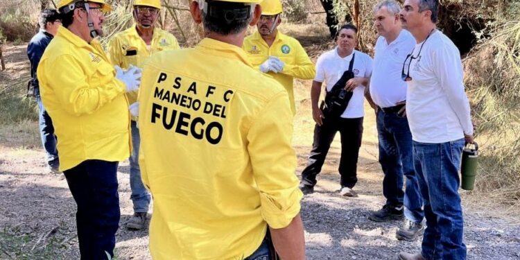 SE HAN RETIRADO MÁS DE 600 HECTÁREAS DE MATERIAL VEGETATIVO PARA PREVENCIÓN DE INCENDIOS FORESTALES EN BCS