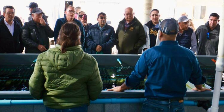 GOBIERNO DEL ESTADO, CONAPESCA,  Y PRODUCTORES SUMAN ESFUERZOS PARA MEJORAR APROVECHAMIENTO DE ABULÓN EN LA PACÍFICO NORTE