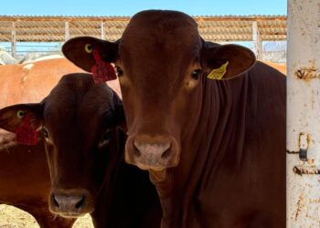 RESPALDA SEPADA A PRODUCTORES GANADEROS TRAS LA SITUACIÓN DE SEQUÍA RECURRENTE EN BCS