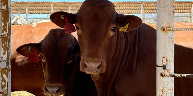 RESPALDA SEPADA A PRODUCTORES GANADEROS TRAS LA SITUACIÓN DE SEQUÍA RECURRENTE EN BCS