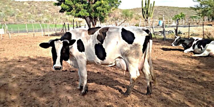 TRABAJA GOBIERNO DEL ESTADO EN ESTRATEGIAS PARA MANTENER LA SANIDAD ANIMAL EN BCS