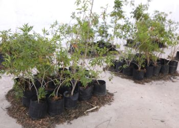 Vivero de La Paz recibirá 25 mil plantas donadas por Proforestal
