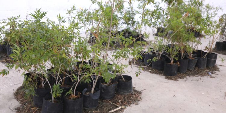 Vivero de La Paz recibirá 25 mil plantas donadas por Proforestal