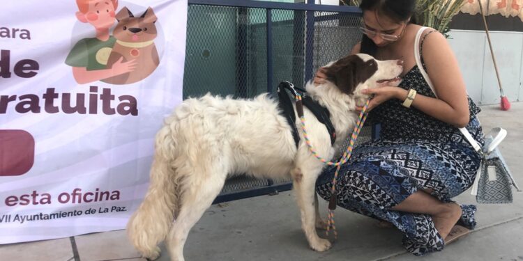 CEMAC realiza más de mil esterilizaciones y cerca de 200 adopciones durante 2024