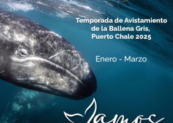 Turismo Municipal exhorta a respetar los ejemplares de ballena gris