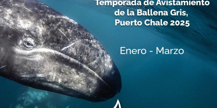 Turismo Municipal exhorta a respetar los ejemplares de ballena gris