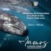 Turismo Municipal exhorta a respetar los ejemplares de ballena gris