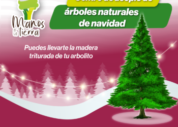Inicia la recepción de árboles de navidad naturales en el Eco Parque