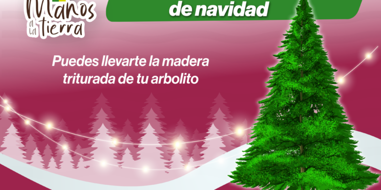 Inicia la recepción de árboles de navidad naturales en el Eco Parque