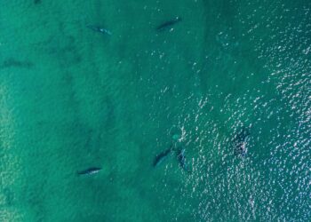 Piden en Los Cabos evitar tocar a ejemplares de ballena gris 