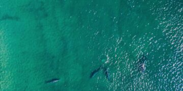 Piden en Los Cabos evitar tocar a ejemplares de ballena gris 