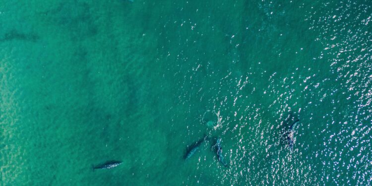 Piden en Los Cabos evitar tocar a ejemplares de ballena gris 