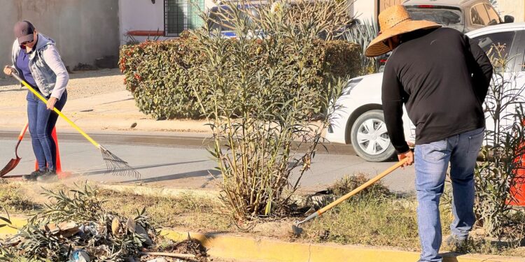 Realizan labores de aseo y retiro de residuos en colonia Colinas Plus, en San José del Cabo