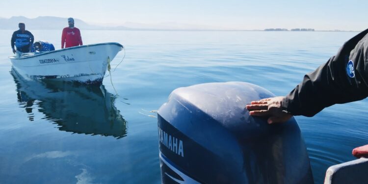 Realizarán un estudio de la pesca deportiva en los cinco municipios de BCS