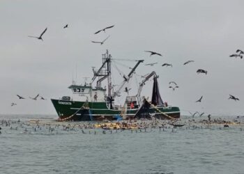 Supervisa FONMAR protección de especies marinas en la zona de Puerto Adolfo López Mateos
