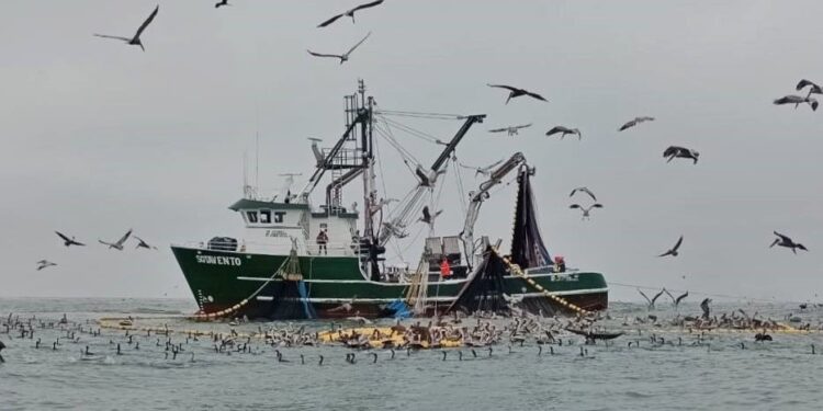 Supervisa FONMAR protección de especies marinas en la zona de Puerto Adolfo López Mateos