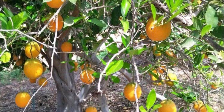 SEPADA sostiene reunión con citricultores del Valle de Santo Domingo