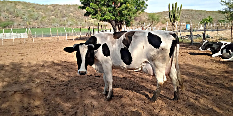 Avanza reactivación de la cuenca lechera del Valle de Santo Domingo