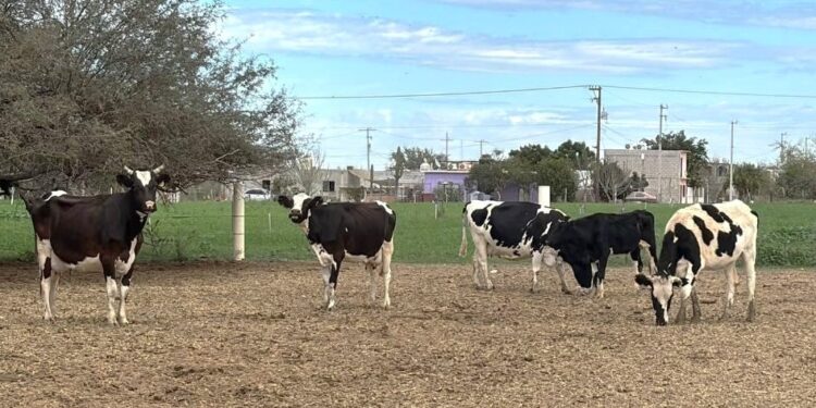 El Gobierno de BCS ha invertido más de 126 mdp en apoyo de más de 7 mil ganaderos