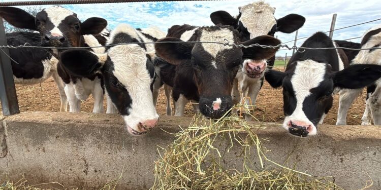 BCS recibe recategorización en campaña de Tuberculosis Bovina