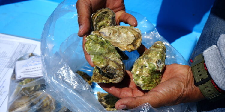 Cierran precautoriamente la extracción de moluscos bivalvos en la bahía de La Paz: COEPRIS