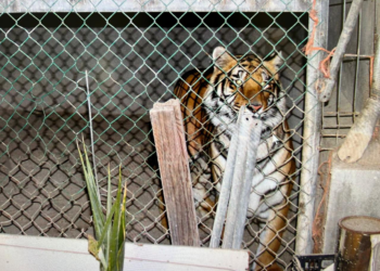 ASEGURA PGJE DROGA, UN ARMA DE FUEGO Y UN TIGRE, MEDIANTE CATEO EN SAN PEDRO 