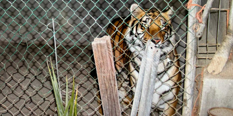 ASEGURA PGJE DROGA, UN ARMA DE FUEGO Y UN TIGRE, MEDIANTE CATEO EN SAN PEDRO 