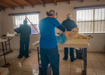EXITOSA CAMPAÑA DE ESTERILIZACIÓN EN GUERRERO NEGRO  
