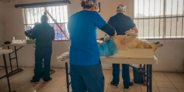 EXITOSA CAMPAÑA DE ESTERILIZACIÓN EN GUERRERO NEGRO  