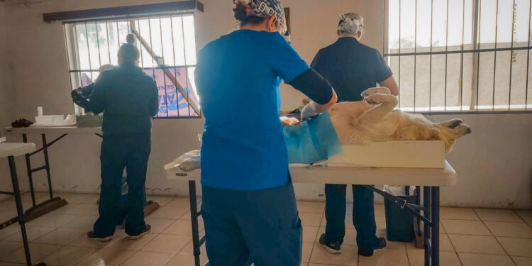 EXITOSA CAMPAÑA DE ESTERILIZACIÓN EN GUERRERO NEGRO  