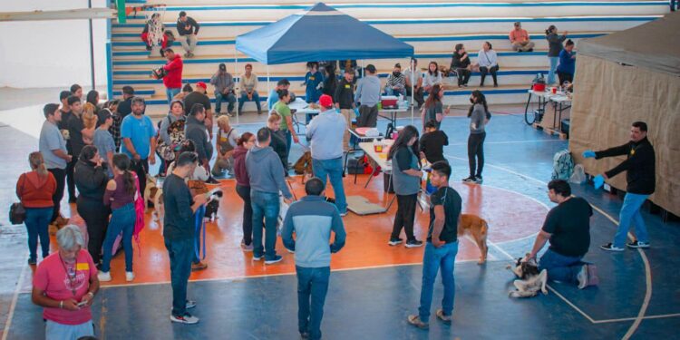 REFUERZA AYUNTAMIENTO DE MULEGÉ LA SALUD PÚBLICA CON EXITOSA CAMPAÑA DE ESTERILIZACIÓN