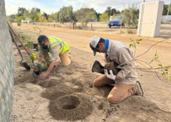 Más de 300 árboles reforestados en enero con el programa Pulmones Urbanos
