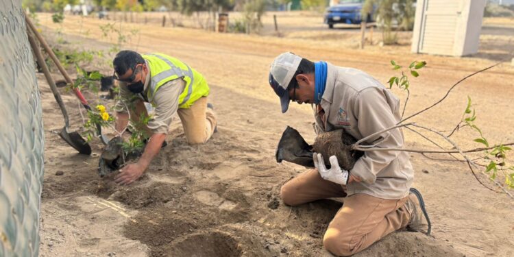 Más de 300 árboles reforestados en enero con el programa Pulmones Urbanos
