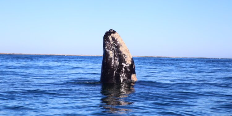 Descubre La Paz en este Carnaval 2025, con playas, cultura y naturaleza