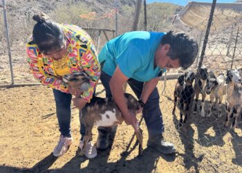 Ayuntamiento de La Paz impulsa jornadas de atención veterinaria en Los Dolores