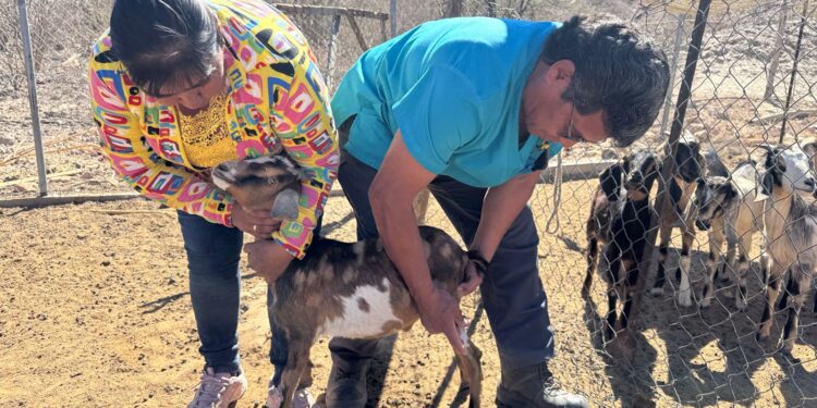 Ayuntamiento de La Paz impulsa jornadas de atención veterinaria en Los Dolores