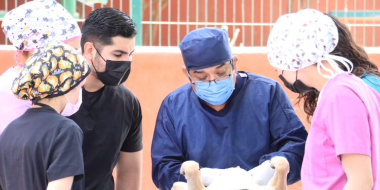 UABCS participa en jornada de esterilización y vacunación canina y felina 