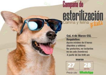 Anuncian campaña de esterilización canina y felina en Cabo San Lucas; será este 27 y 28 de marzo 