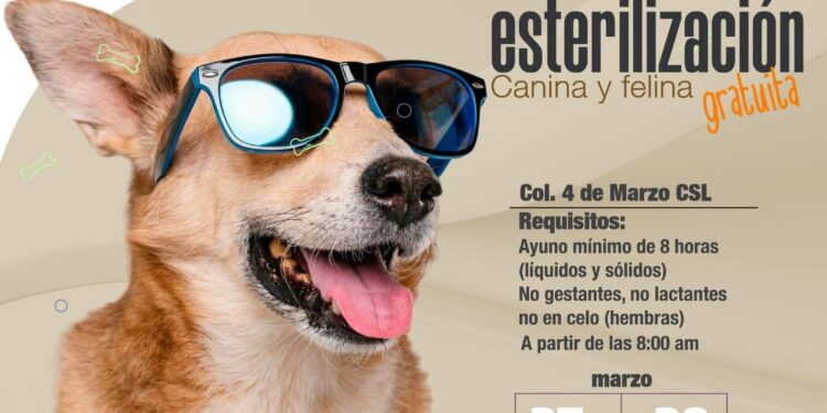 Anuncian campaña de esterilización canina y felina en Cabo San Lucas; será este 27 y 28 de marzo 