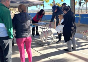 Realizan limpieza de calles y esterilización de mascotas en Santa Anita