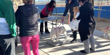 Realizan limpieza de calles y esterilización de mascotas en Santa Anita