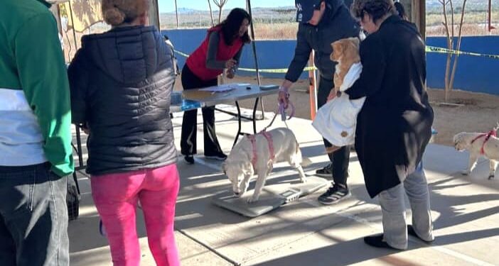 Realizan limpieza de calles y esterilización de mascotas en Santa Anita