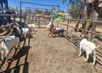Afinan detalles para Expo Ganadera y Agrícola 2025 en San José del Cabo