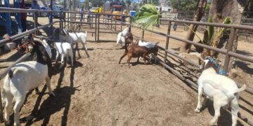 Afinan detalles para Expo Ganadera y Agrícola 2025 en San José del Cabo