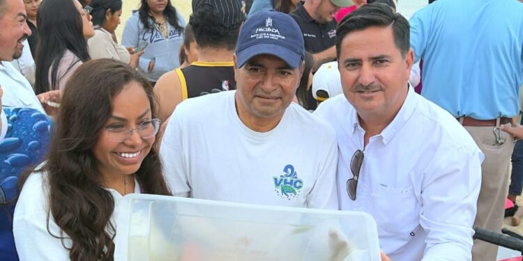  Liberan crías de tortugas Laúd y Golfina en la bahía de Cabo San Lucas  