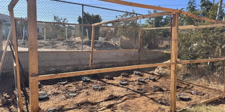 Concluyen con éxito primer huerto comunitario en Secundaria Técnica No. 19 de Cabo San Lucas