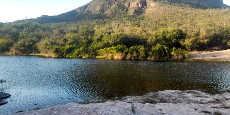 Cuenta Baja California Sur con 36 mil hectáreas de cultivos agrícolas