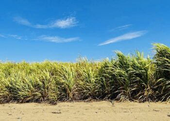 Logra el Centro de Propagación Vegetativa en tres años producir 51 mil kilogramos de zacate cuba 22