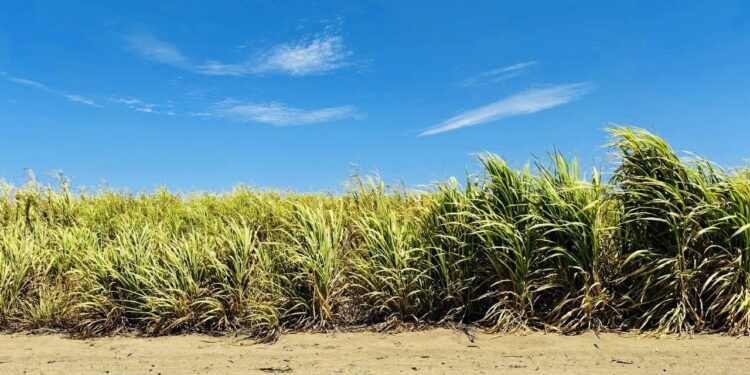 Logra el Centro de Propagación Vegetativa en tres años producir 51 mil kilogramos de zacate cuba 22