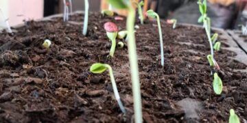 Lleva el Centro Preventivo de la SSPE taller en la colonia Calafia, en La Paz